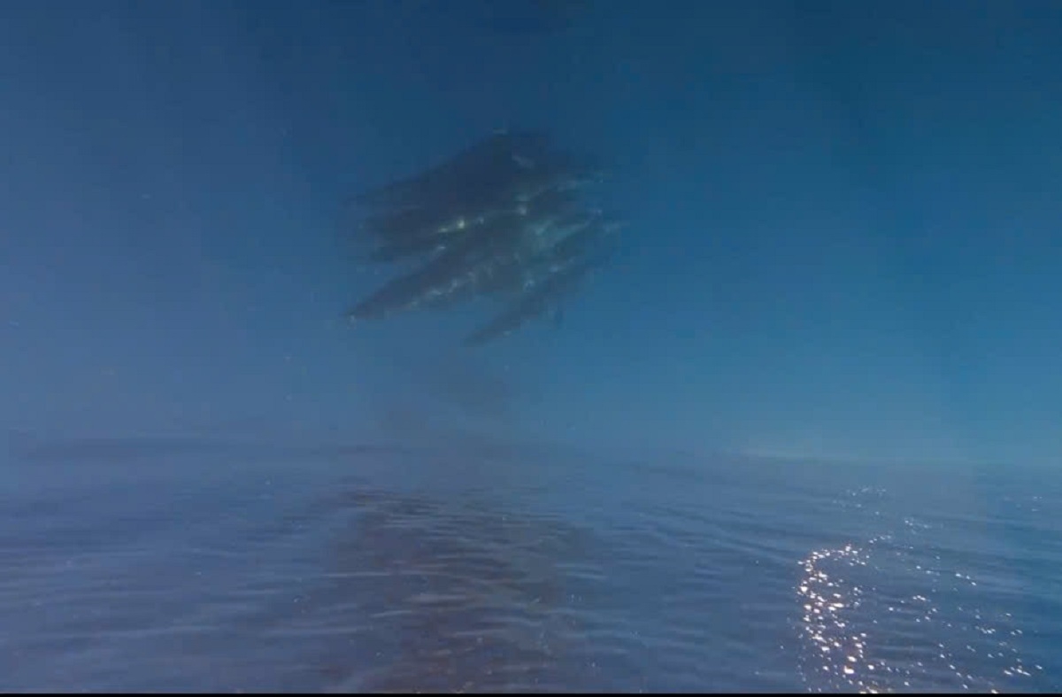 Đàn cá voi nhảy lượn ở đảo Phú Quý